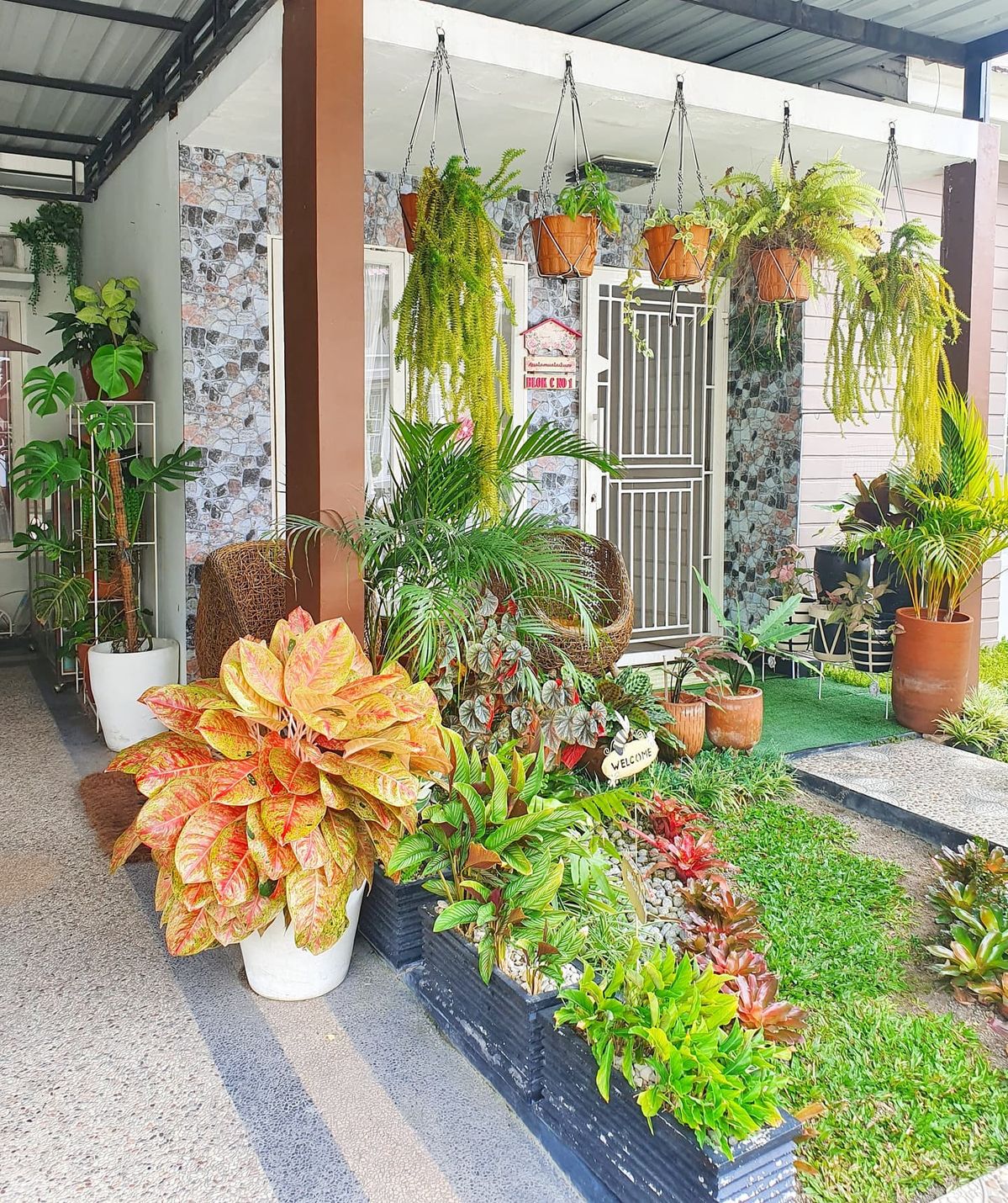 tanaman untuk indoor
